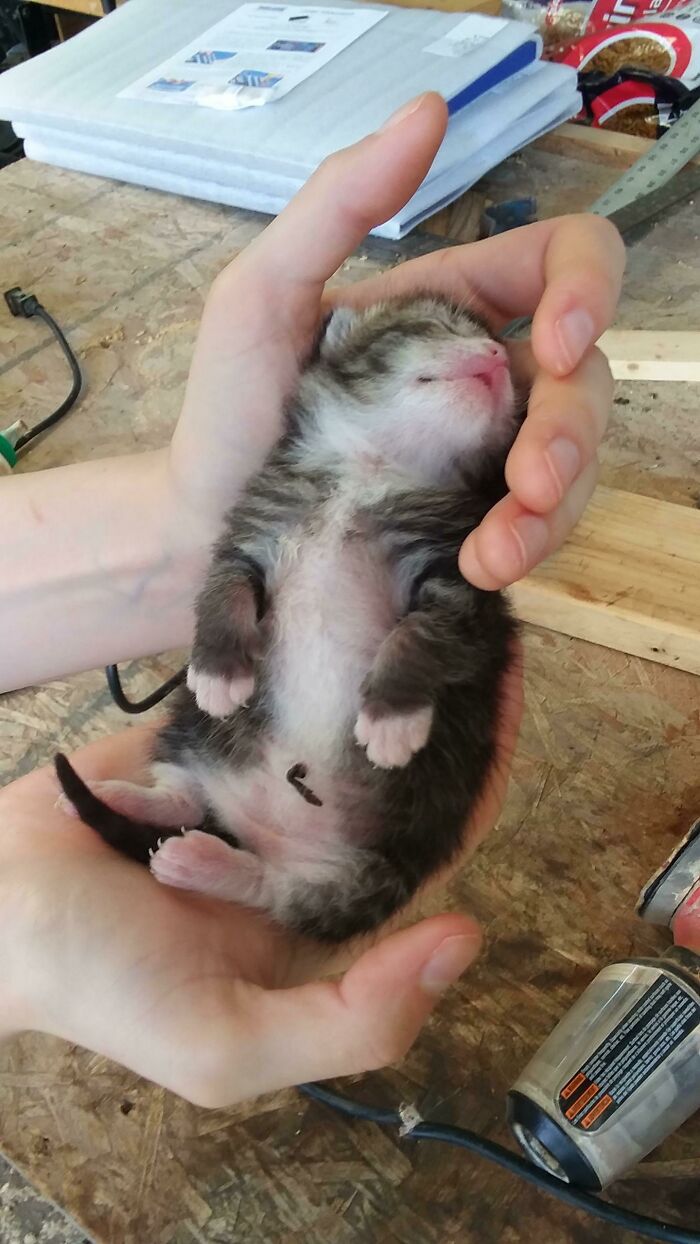 Fresh Child Murder Mittens