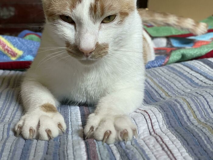 Give Me A Scritch. Or Else!