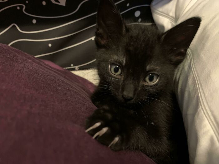 Wake Me Up One More Time Hooman