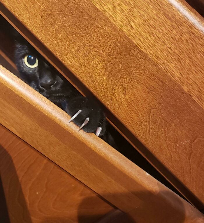 Murder Mittens From The Void