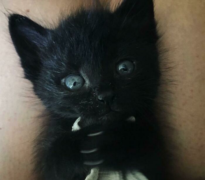 So Small Yet So Murderous