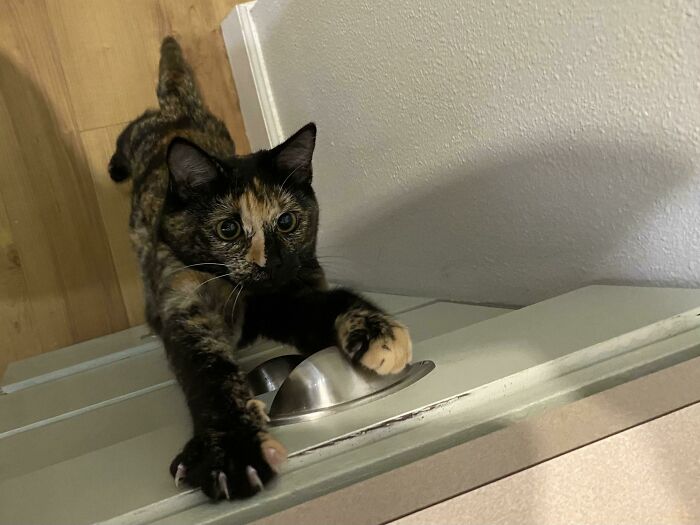 Nadja Trying To Get On The Counter