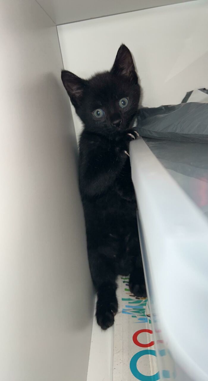 Since I’ve Been Suggested To Post X2 Now, Here Is Midnight And Her Murder Mittens!