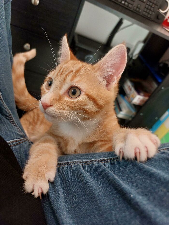 Mallard Says, Pet Me And Pet Me Now!