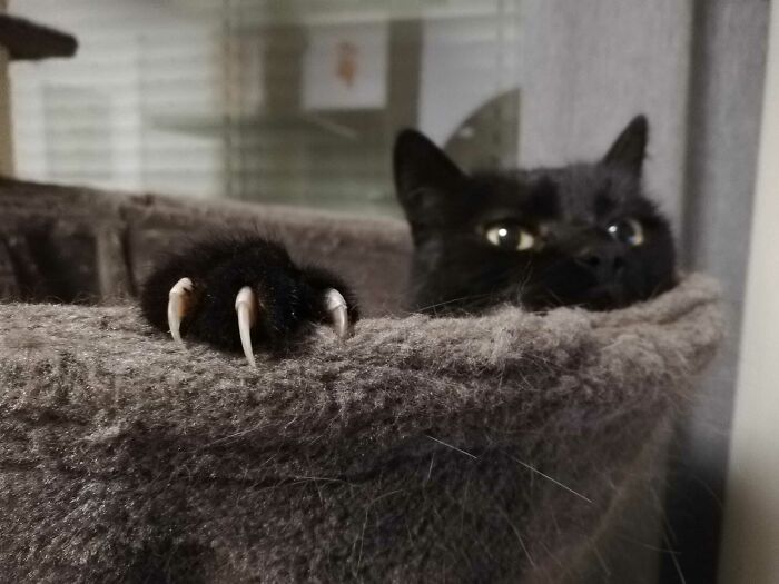 Our Black Haired Monster Is Back At It Again