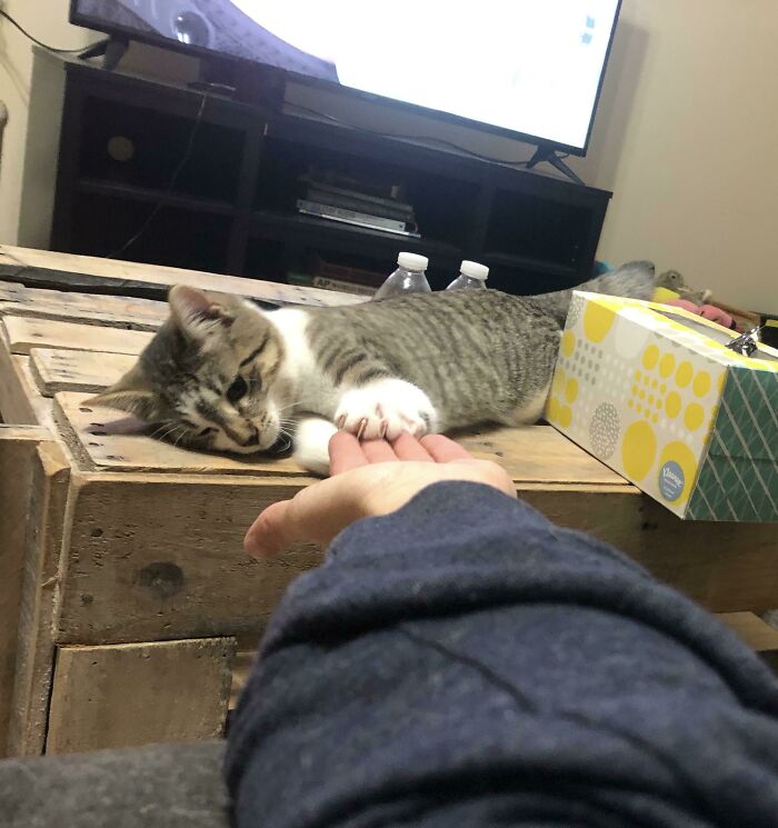 Making A Peace Treaty While Still Asserting His Dominance