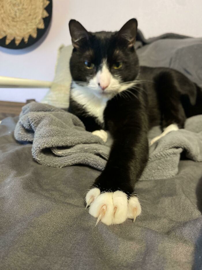 I Think Sergeant Pepper Belongs Here