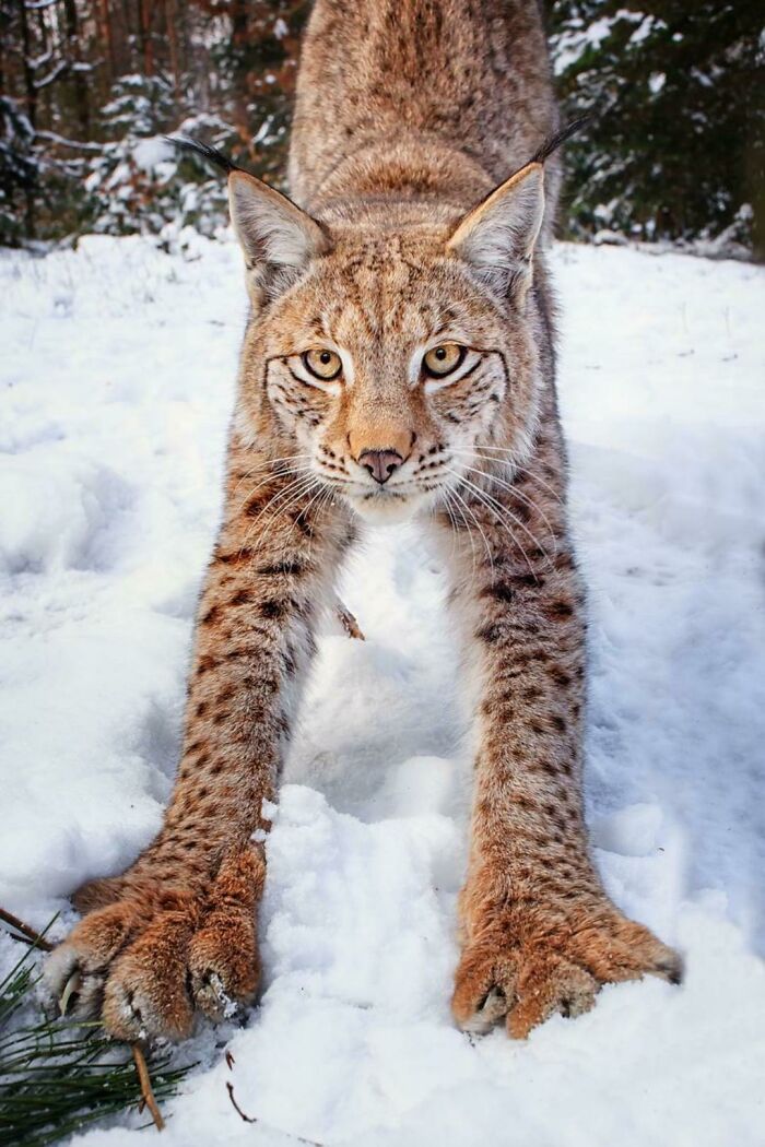 El estiramiento de la muerte