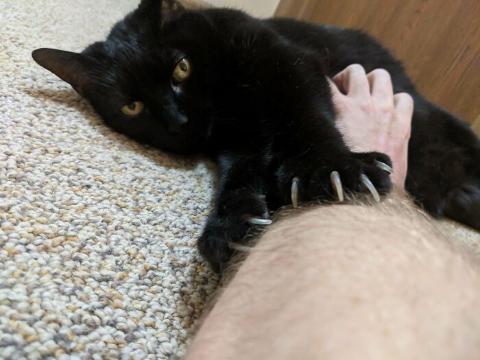 My Ch Girl With The Most Gentle Murder Mittens Ever