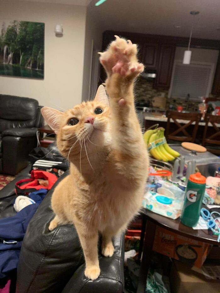 Murder Mittens Plus Bonus Pics