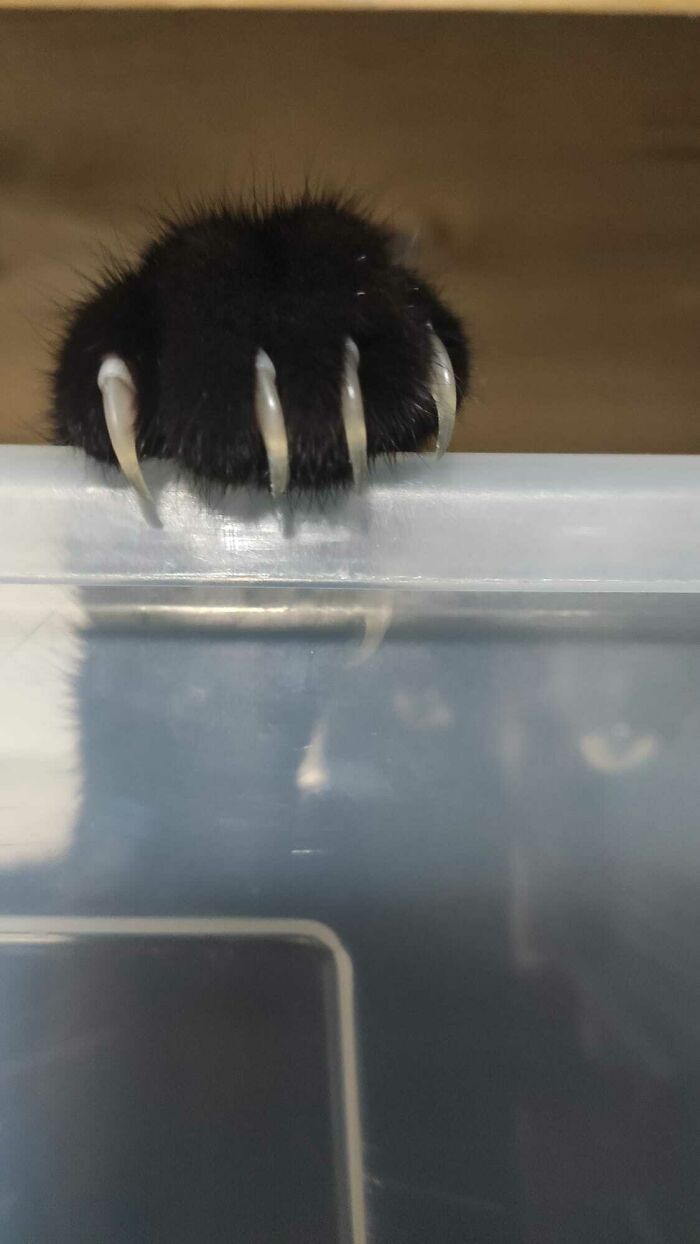 The Biggest And The Most Tame Cat In The House