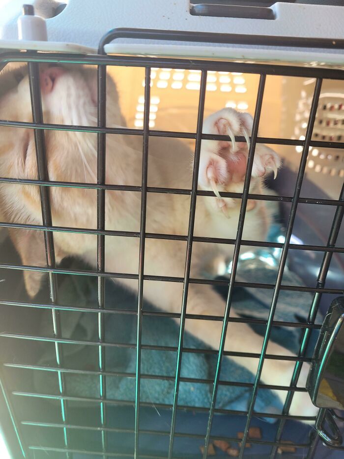 Foster Boy Kael'thas Protesting Confinement On The Way To His Furever Home!