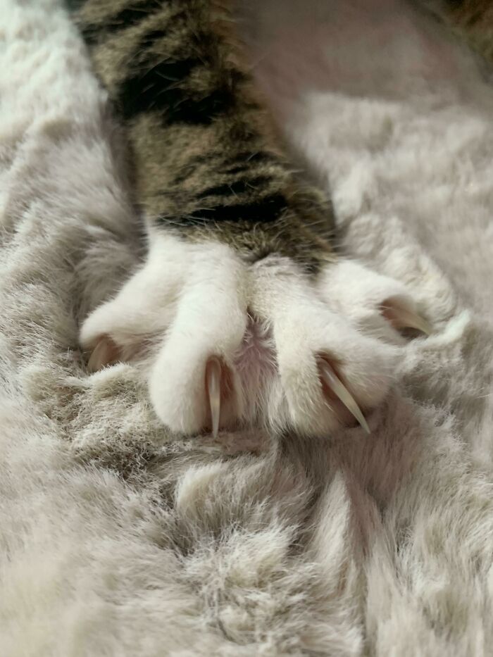 New Rug Needs A Shred