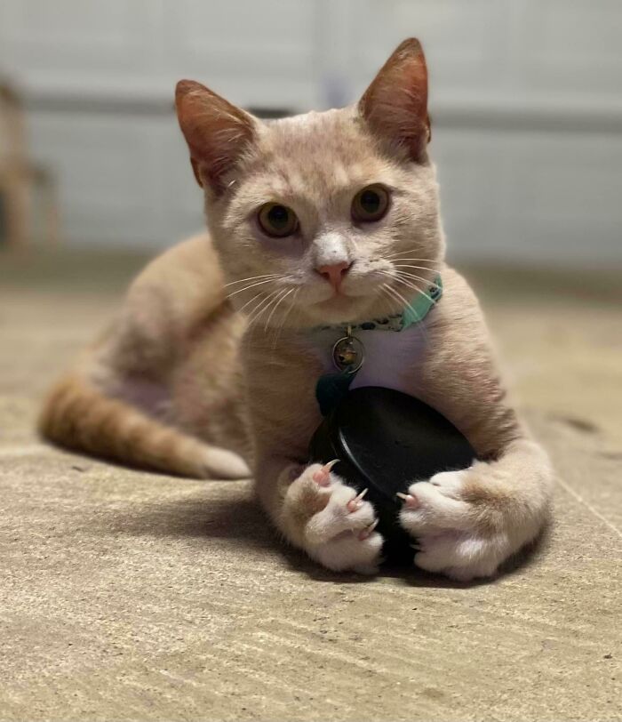 That Hockey Puck Doesn’t Stand A Chance