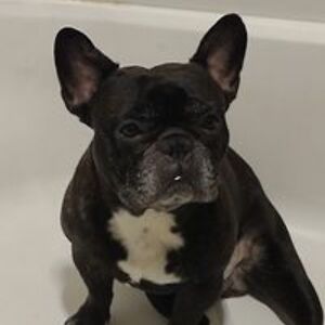 danettevandusseldorp avatar