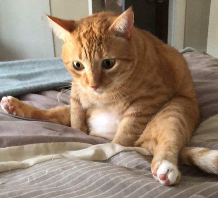 It’s Hard Being A Cat