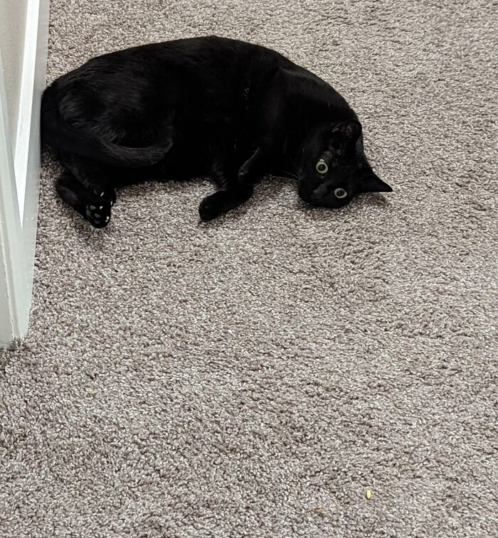 My Cat Staring At A Piece Of Rice