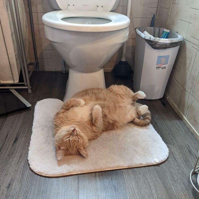 The Most Comfortable Spot In The House, Apparently