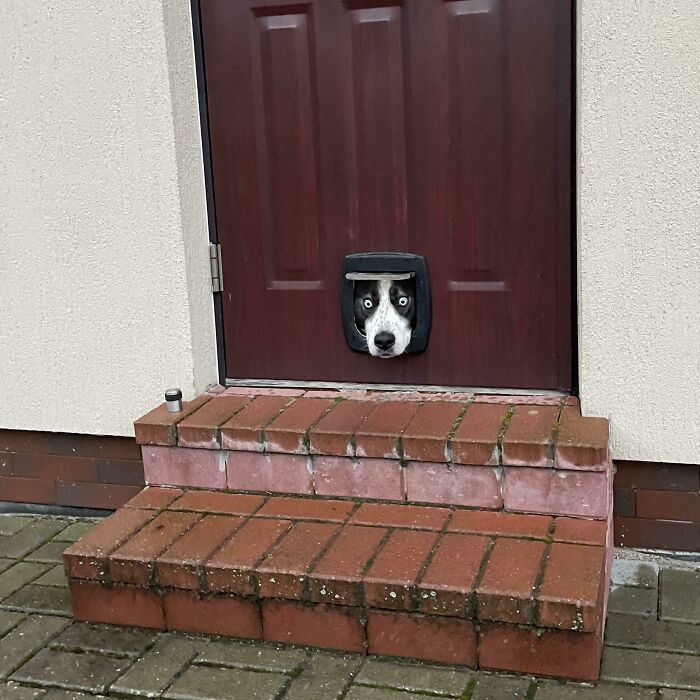 I'm Sure He's Trying To Hipnotize Me To Let Him Out.