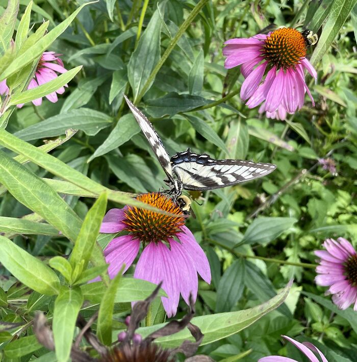 Swallowtail And Bumblebee Share A Late Lunch In My Garden