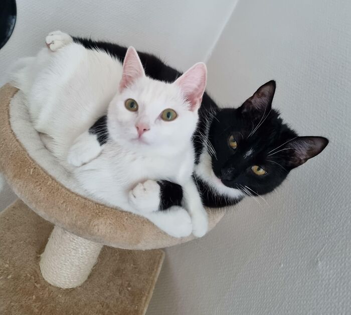 They Do Have One Bed Each, But No