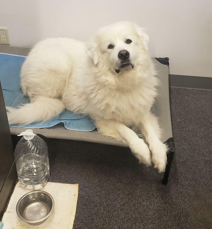 Sometimes I Bring Her To The Office With Me. She'll Lay There All Day And Just Watch Me Work