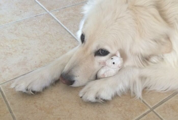 This Is The Only Toy He Doesn't Rip To Shreds