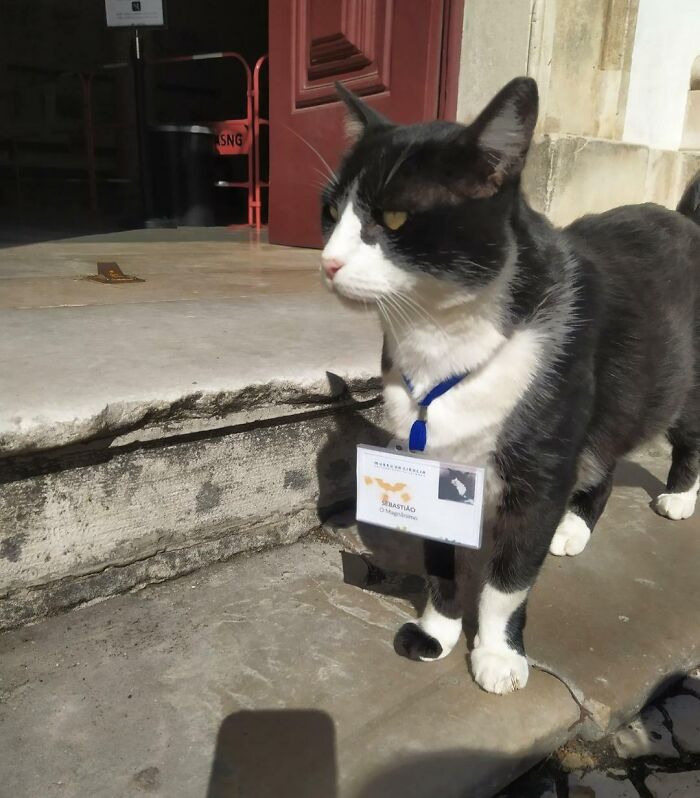 Don't Mess With This Museum Guard, He Will End You With Snuggles
