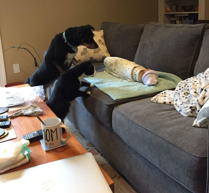 Favorite Pic Of Strider (Dog) And Smulder (Cat) Taken The Day My Daughter Came Home