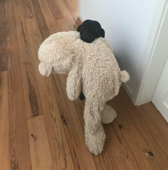 My Dog With One Of Her Favorite Toys. She Always Has To Carry Something And Show It To You