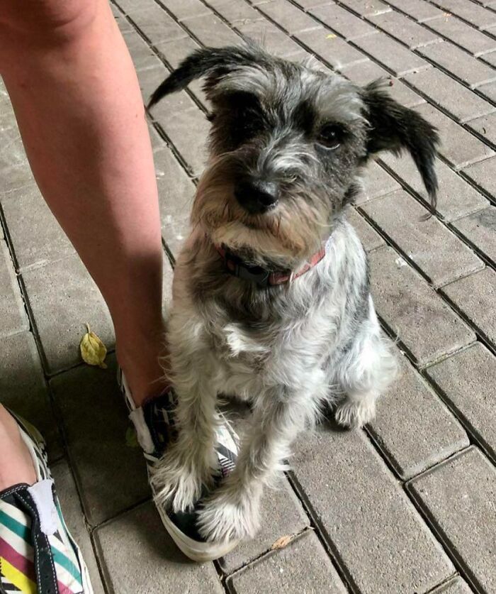 When Nervous She Usually Puts A Paw On My Foot For Support. Here She Was Formally Introduced To Someone New