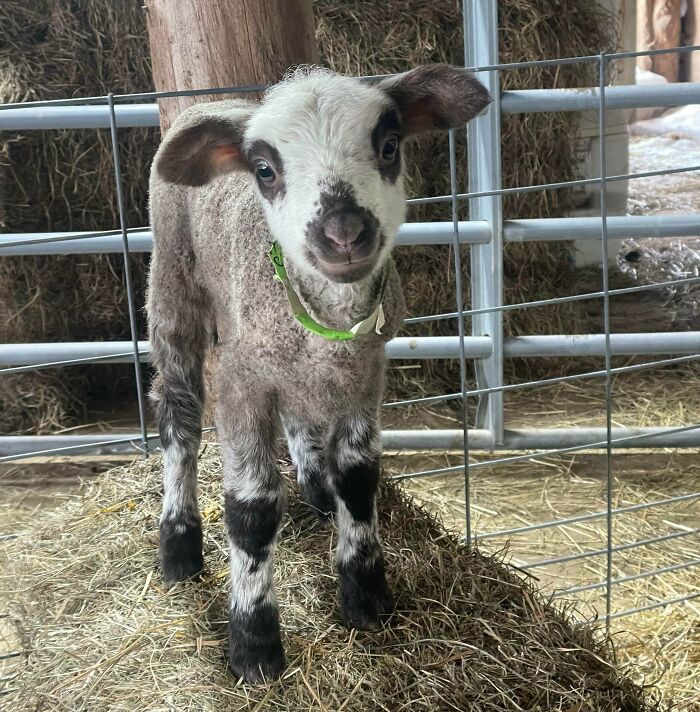 This Little Lady Is Very Proud Of Herself For Hopping On The Hay Bale… Only 3 Days Old Too