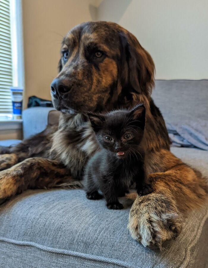 My Big Dog And Tiny Foster Kitten Adore Each Other