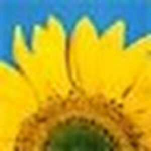 bodhisatwachakravarty avatar