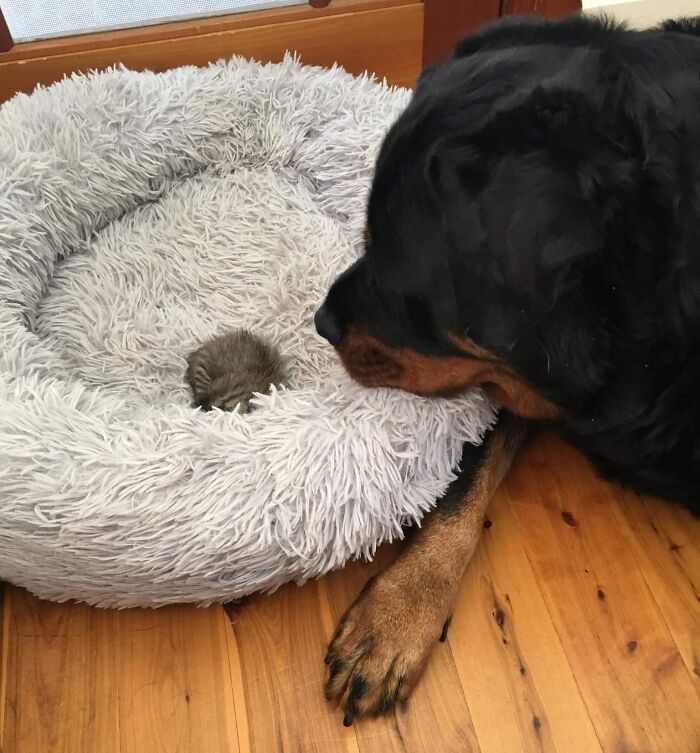My Parents Found A Kitten And Our Rottweiler Found A New Friend To Look After