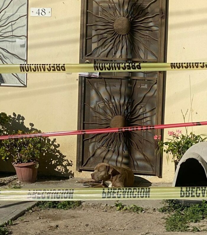 Mexican Journalist Lourdes Maldonado Was Murdered Yesterday. Her Dog Is Still Waiting For Her Today