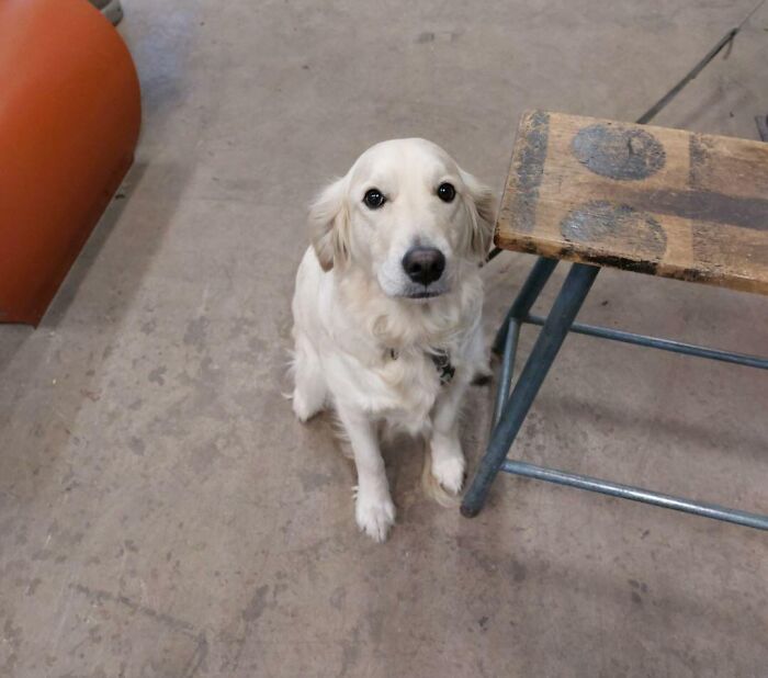 My SO Usually Takes Our Pup Loke To Work. Today Loke Is Home With Me. Got This Pic Saying Happy Misses His Coworker