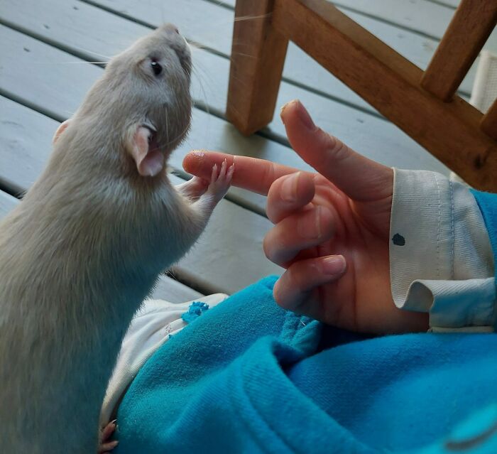 When My Daughter's Rat, "Wasabi Bobby", Is Nervous Or In A New Situation, He Holds Her Hand For Comfort