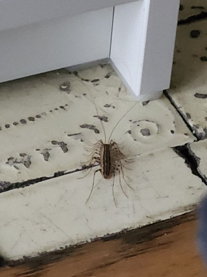 Just Had Satan's Moustache Crawl Across My Face When I Was Trying To Go To Sleep. My Skin Is Crawling