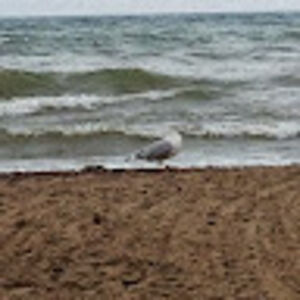 saralynnlessord avatar