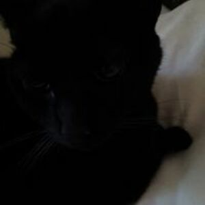 andreafacebookgames avatar