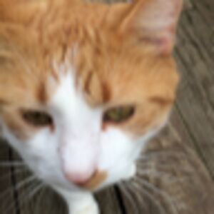 bradleyblauvelt avatar