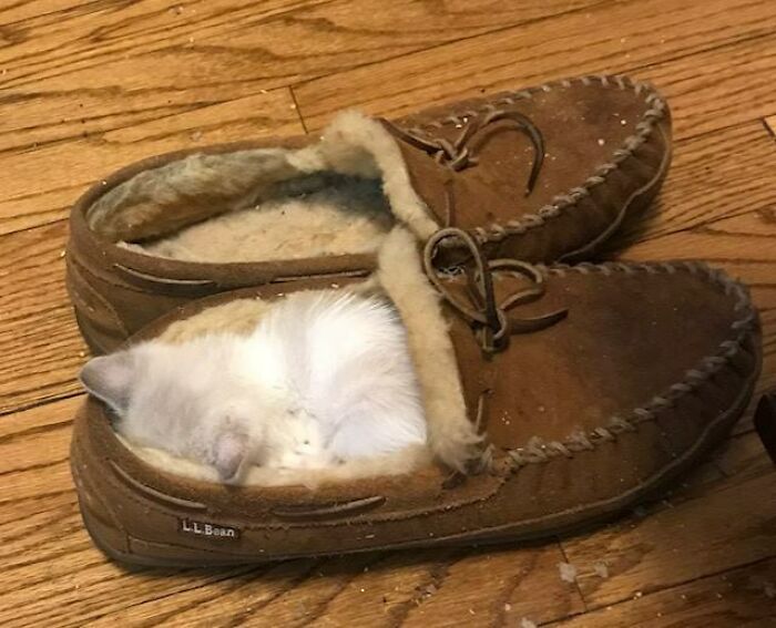 Someone Fell Asleep In A Slipper