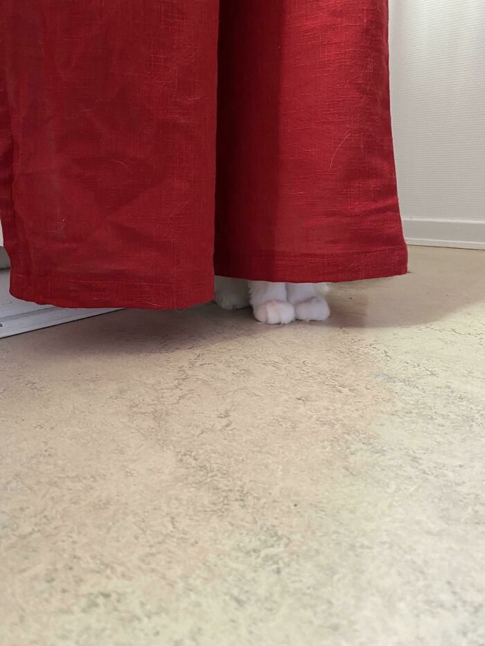 Unas pequeñas patitas escondidas