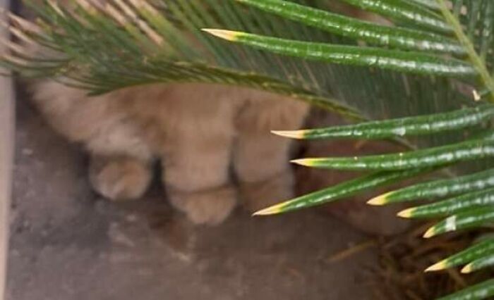 His Name Is Cinnabon, But My GF Calls Him Juicy