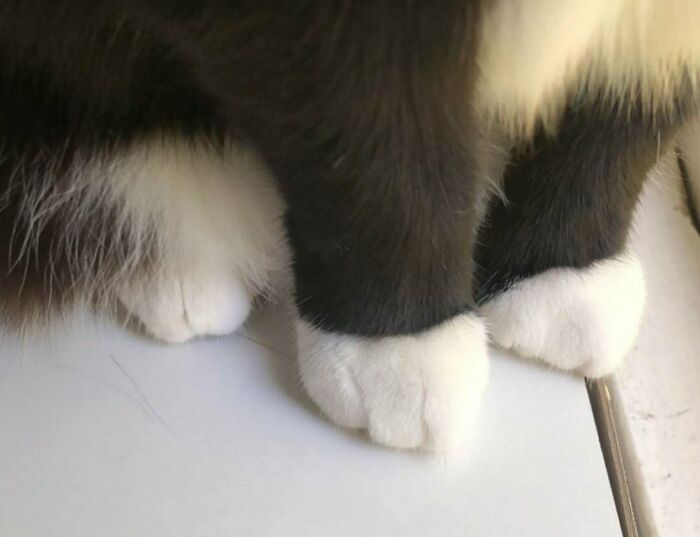 Me alegra haber encontrado un lugar para compartir las patitas gorditas de Moia 