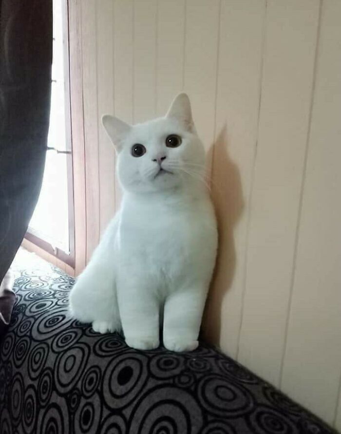 Sus patitas esponjosas