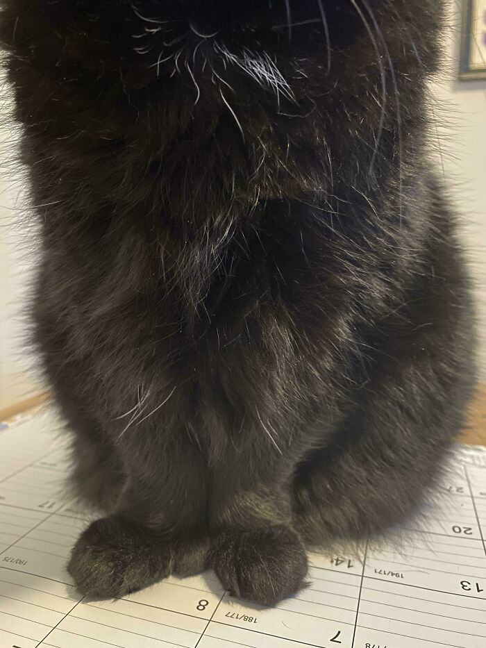 Las patitas de los gatos negros son difíciles de fotografiar