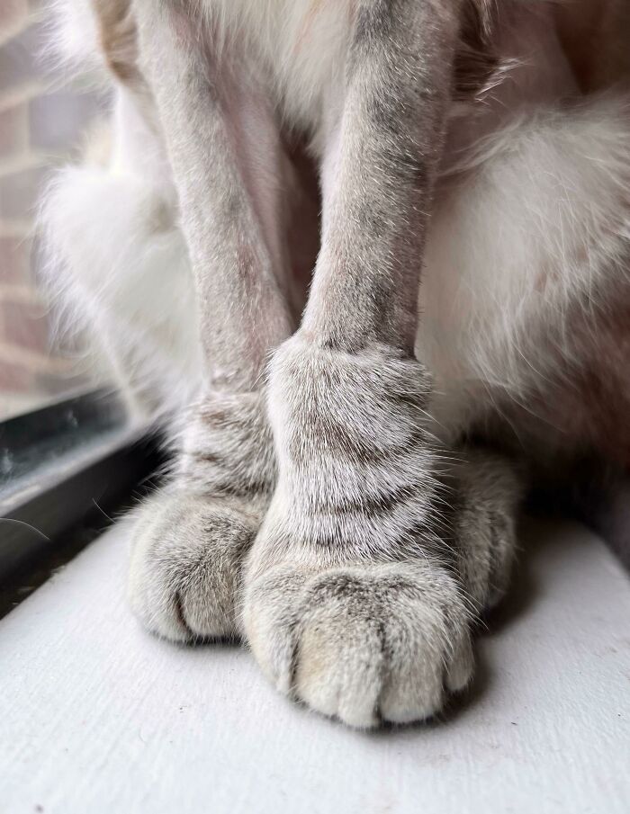 I Was Told You Guys Might Like Pluto’s Post-Surgery Kankle Boots :)