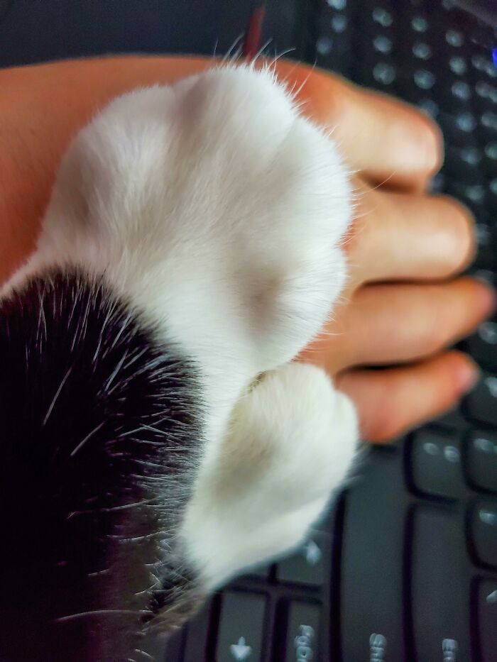 No hay que escribir, solo hay que mirar mis patitas